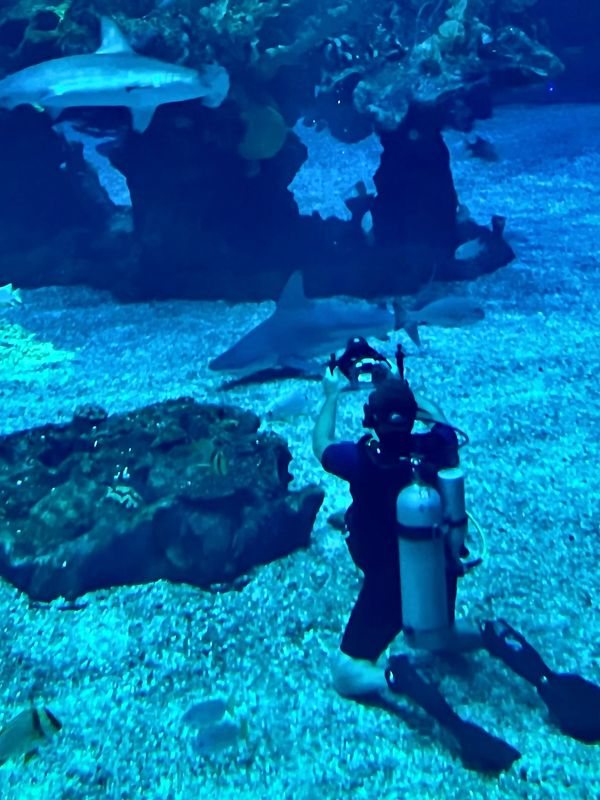 Underwater shoot with a diver and sharks