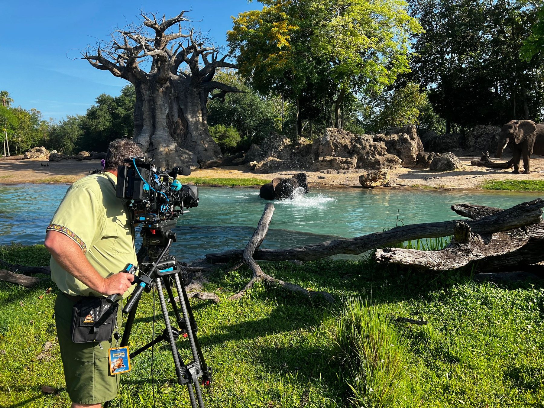 Camera operator filming near a baobab tree at a zoo